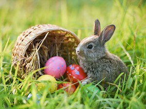 Easter Events In Millbrae: Egg Hunts, Bunny Visits & More 2023