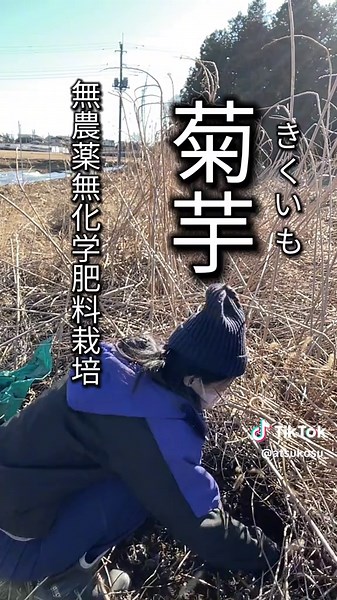 菊芋【無農薬無化学肥料】 たくさん効能のある菊芋＊ おすすめの食べ方も紹介 菊芋掘りもなかなか楽しい😀 #無農薬 #菊芋 #効能 #おすすめレシピ