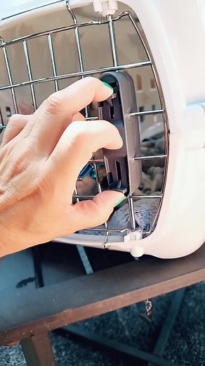 New Family member. The dog is hell bent on flipping that carrier over.... Kitten...her name is Blue #blue #shesnew #kittensoftiktok #newfamilymember #damndog#spiltdrinks #fyp #foryoupage