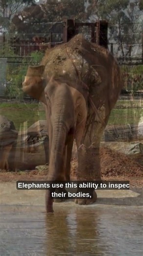 Elephants Can Recognize Themselves in Mirrors?! 🐘🪞 | Factual Fangs