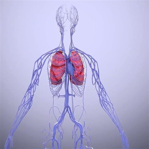 Animation explaining an injection treatment for varicosis