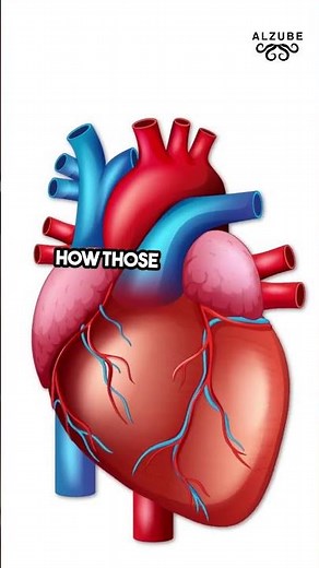 Anatomy vs. Physiology | What’s the Difference?