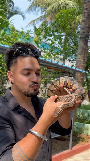 Ball python #foryou #explore #explorepage #exploremore #wild #snake #explorer #reptiles #foryou