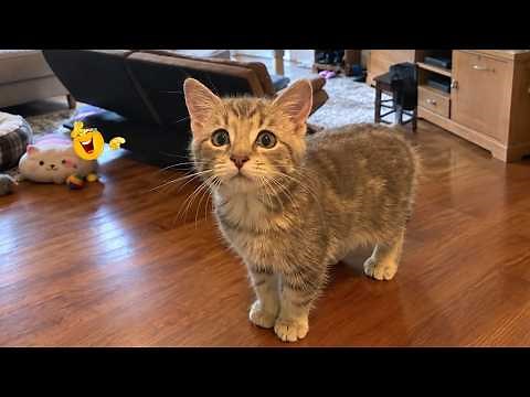 FUNNIEST CATS CAUGHT ON CAMERA 🤣🐱 | Funny Cats Compilation🐈