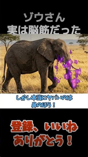 ボディビルダーも羨む！ゾウの鼻の筋肉！【解説】#雑学 #豆知識 #動物 #shorts