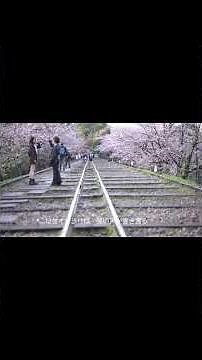 桜の下のロマンチックな瞬間 京都・奈良】櫻花樹下的浪漫瞬間：從背割堤到哲學之道的春日溫柔 #uppbeat