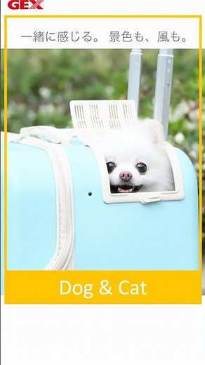【ペットキャリー】OSOTOコロフィーM 公共交通機関でも使えるかわいいキャリーが登場！#ペットキャリー #犬 #猫 #GEX