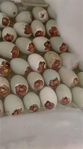 Baby Ducks Hatching Together🦆Amazing Duck Egg Hatching Moment❤️Nature’s Miracle — Ducklings Arriving