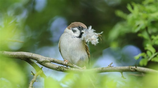 Turn Scrap Wire Into A DIY Bird Nesting Feeder To Support Wildlife