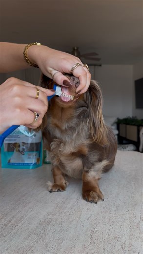 Indy the Mini Doxie on Instagram: "Even divas need dental care. That’s why I use Virbac. Link in bio, baybeee 😘 @virbac_us #VirbacCreator #sponsored"