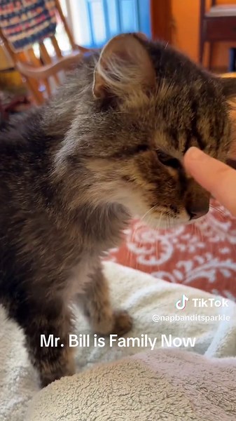 My 30% grumpy muppet handsome gentleman. #fosterfail #headscratches