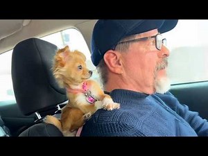 When Puppies Are Being Total Little Humans Funny Dog and Human Videos