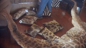 Investigation: Giraffe parts sales are booming in U.S. and it's legal