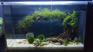 2.5K views · 69 reactions | What do you think of this aquascape in our Spec 5? We wanted to create something unique and a bit different - our shrimp seem to like it! | Fluval | Facebook