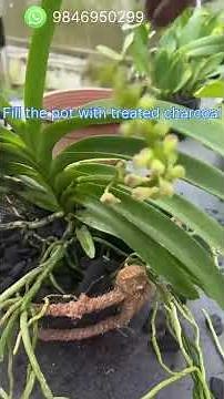 How to pot Vanda orchids…….