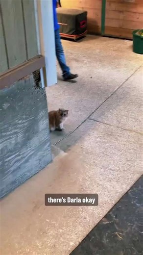 Morning Barn Hunt: Where’s Winston the Pig Hiding Today?