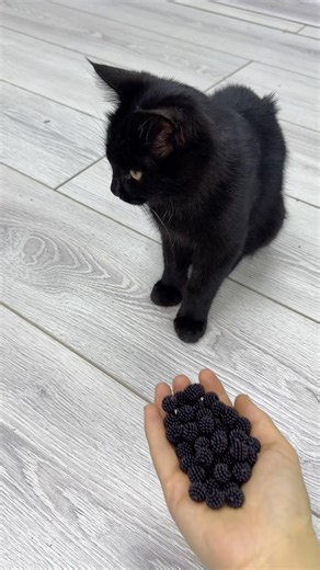 Reverse Beads Fun😻Asmr Cat Satisfying #asmr #cat #shortvideo #satisfying #funny
