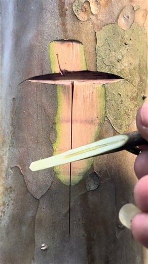 Learning simple grafting tips for beginners 🌳#grafting