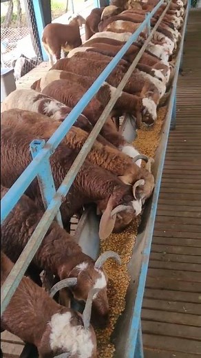 Stall fed sheep farming