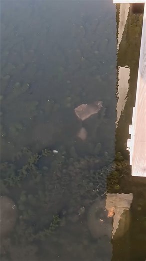 James Williams captured video of this large turtle on Fall River's Rail Trail. | Fall River Reporter