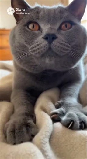 【神秘】微笑む猫「シャルトリュー」の幸せな時間 / The Smiling Cat: Chartreux’s Happy Kneading #shorts