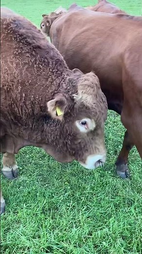 Gelbvieh Frankenvieh Cattle Bull