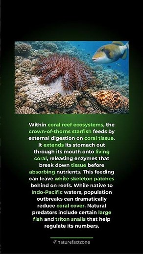 The Starfish That Eats Coral From the Outside. Crown-of-thorns starfish extend their ...