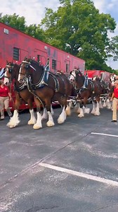 What an unforgettable evening! Big thank you to everyone involved and all who came out to watch the Budweiser Clydesdales as they paraded through Downtown West Chester! 🐴🍻 | Downtown West Chester, PA