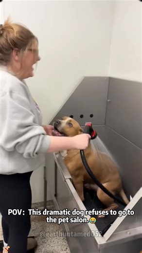 Why Does My Dog Sound Like That! ？😂🐶#funnydogs #foryou #fyp #dogsoftiktok #funnypets