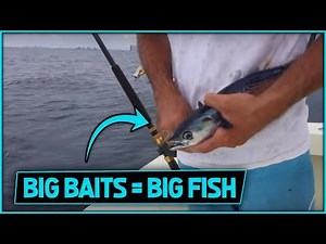 Catching & Rigging Live Bonita For Bait - Part 2
