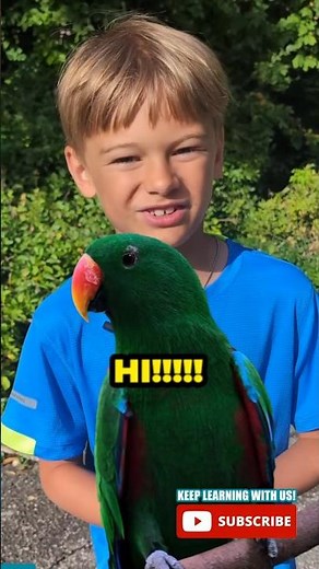 Meet the Eclectus Parrot!! 🦜 👋 #parrot #birdfact #factsforkids #youtubekids