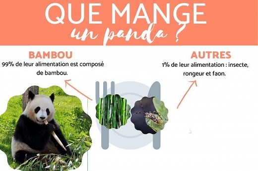 Que MANGE le PANDA ? - Tout sur la NOURRITURE du PANDA [VIDÉO]