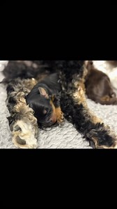 #jaecobberdogs #jaeaustraliancobberdog #cobberdog #cobberdogofusa #australiancobberdogpuppies #australiancobberdogsofinsta #cobberdogofus #cobberdoglove #mdbacobberdogs #cutepuppy #cutepuppiesdaily #therapydog #therapydogsofinstagram #medicalalertdog #servicedog #emotionalsupportdog | Jae Australian Cobberdogs