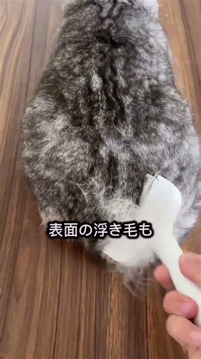 Have you found a brush that’s actually easy to use? #LifeWithCats #PetSupplies #LifeWithDogs #She...