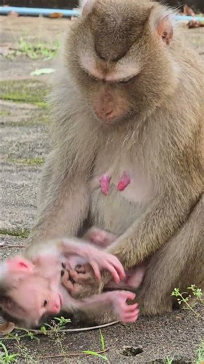 Sweetest Moment: Baby Monkey Comforts Mom