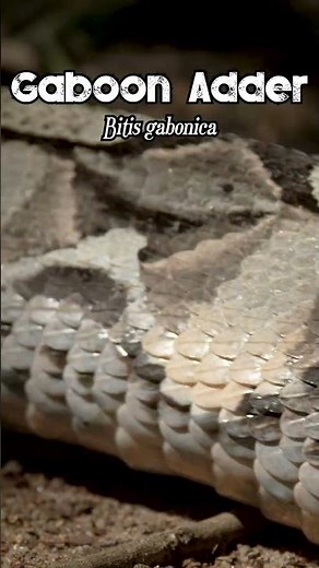 The Gaboon Viper's Sneaky Moves