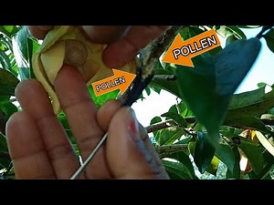 SOURSOP CROSS POLLINATION & FRUIT BAGGING TUTORIAL!
