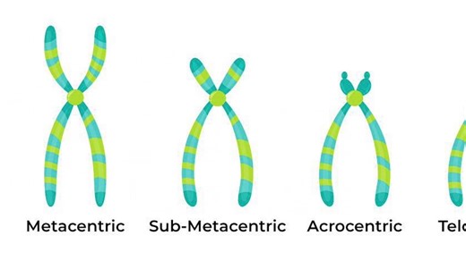 Karyotyping and its procedure