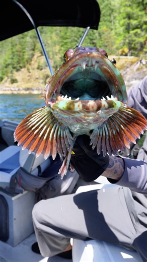 Cooking Blue Ling Cod on Sunshine Coast | Fishing Adventure