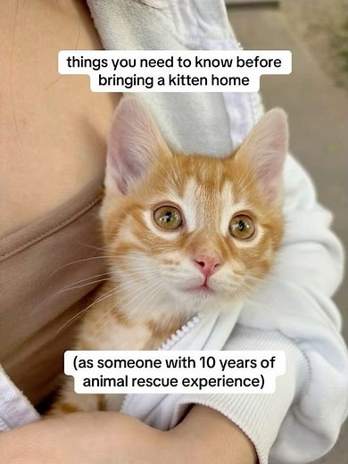 here’s everything you should know beforeadopting a kitten 🐈‍⬛❤️💕#pacagen #ad #cat #catmom #fyp