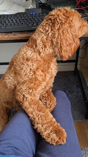 I lie on this rug under mams desk when she is working but I know she has some sweets & never gives me any of them tut. | Cockapoo called Teddy