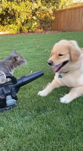 Dog face flaps in wind from cat's blower followed by sprint