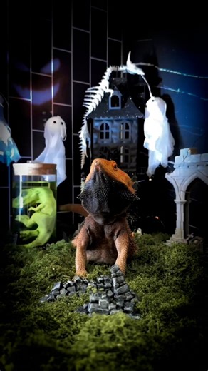 7K views · 168 reactions | Not a ghost, not a ghoul, not a monster at all… Just a lizard on its Halloween night adventure. I built the tiniest haunted house with all my spooky finds from Temu. So...welcome to my very own Lizardween movie. #hauntedhouse #spookyseason #halloweenvibes #TemuFan #TemuVibe | Whosagoodlizard | Facebook