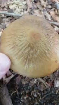 Mushrooms after the rain - It's starting again #mushroomhunting #mushroom #mushrooms