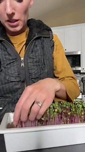2.5K views · 67 reactions | Quick sprouting tip  #sproutingforparrots | BirdTricks | Facebook