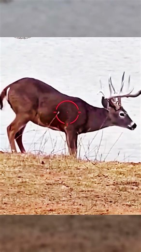 Она пьёт воду без страха… следующий момент всё изменит!#Овца#Животные #ДикаяПрирода