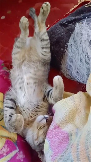 Lazy Cute Cat Sleeping in the Funniest Pose! 😴😂