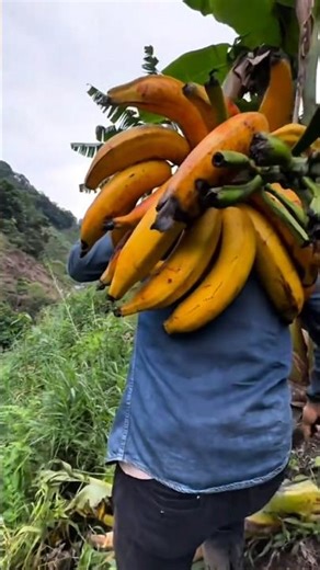 Tribes vs Monkeys: Banana War #shortvideo