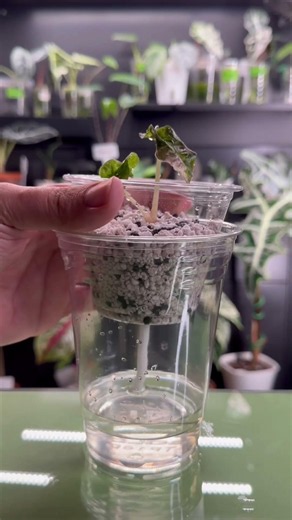 How to acclimate tissue culture