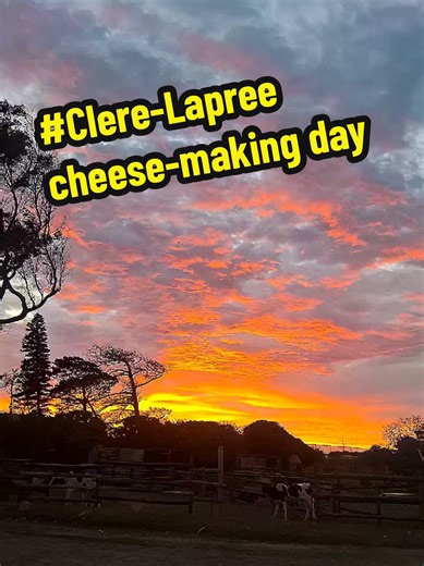 Cheese-Making Day: Morning Joy on the Farm